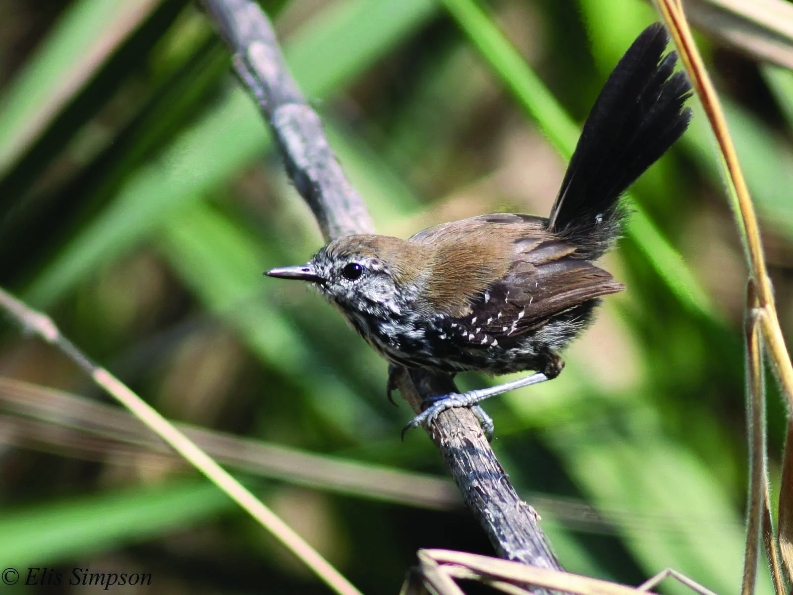 Marsh Antwren female on twig. Photo by Elis Simpson.
