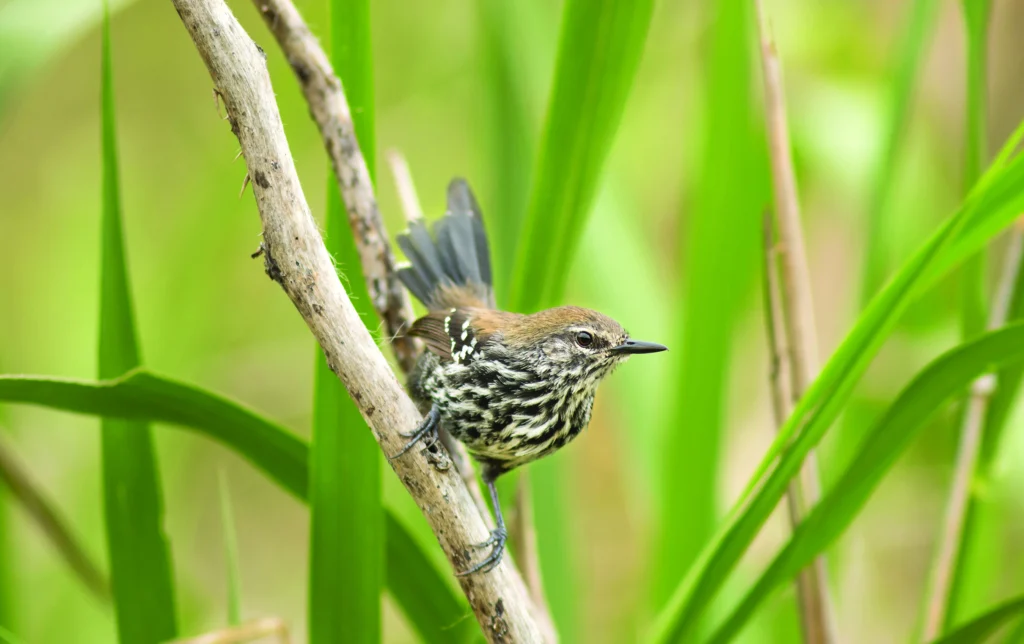 Marsh Antwren female. Photo by Elvis Japao.