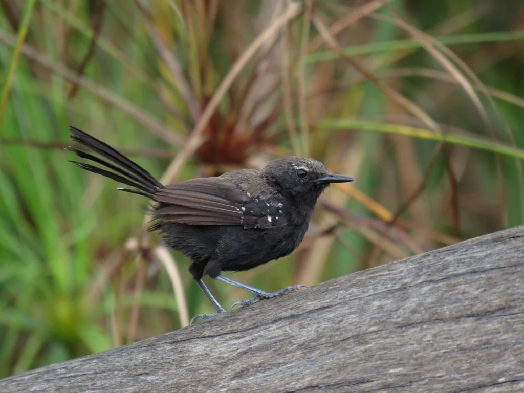 Marsh Antwren male on log. Photo by Mario Campagnoli.
