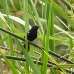 Marsh Antwren. Photo by Karlla Barbosa.