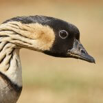Nēnē. Photo by Grigory Heaton, Macaulay Library at the Cornell Lab of Ornithology.