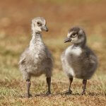 Nēnē goslings. Photo by Grigory Heaton, Macaulay Library at the Cornell Lab of Ornithology.