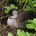 Nēnē on nest. Photo by Alex Krassel, Shutterstock.