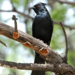 Phainopepla. Photo by Warren Cooke.