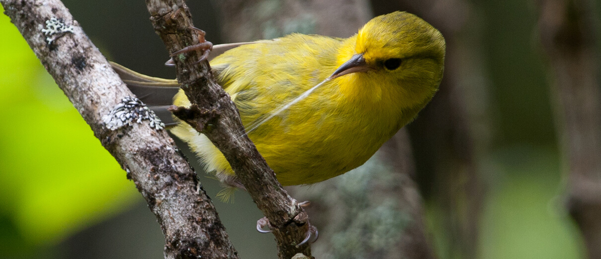 Maui ‘Alauahio feeding. Photo by Robby Kohley.