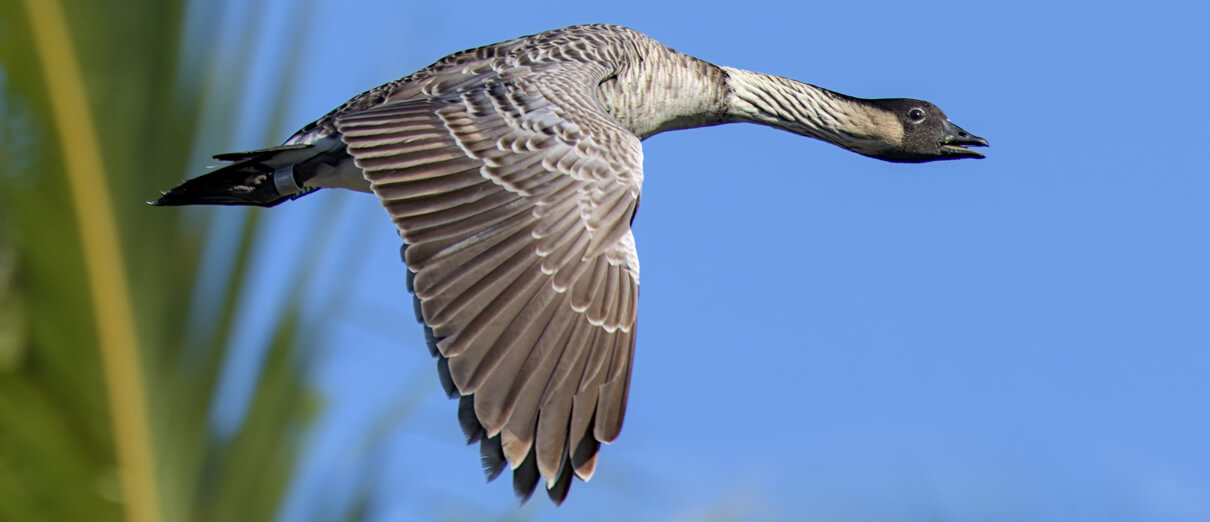 Nēnē in flight. Photo by Alex Muench, Macaulay Library at the Cornell Lab of Ornithology.