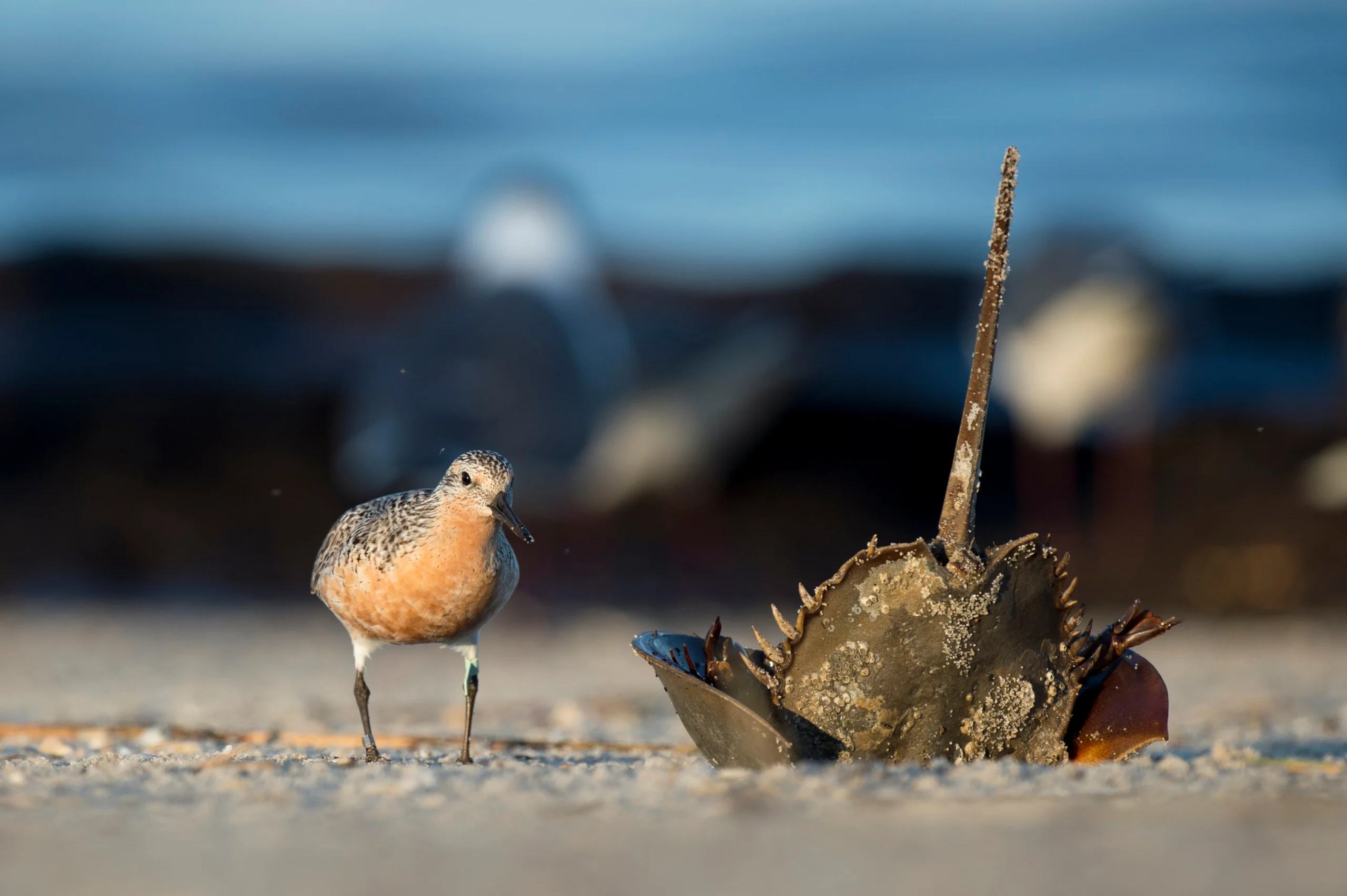 A Red Knot stands next to a horseshoe crab on the beach.
