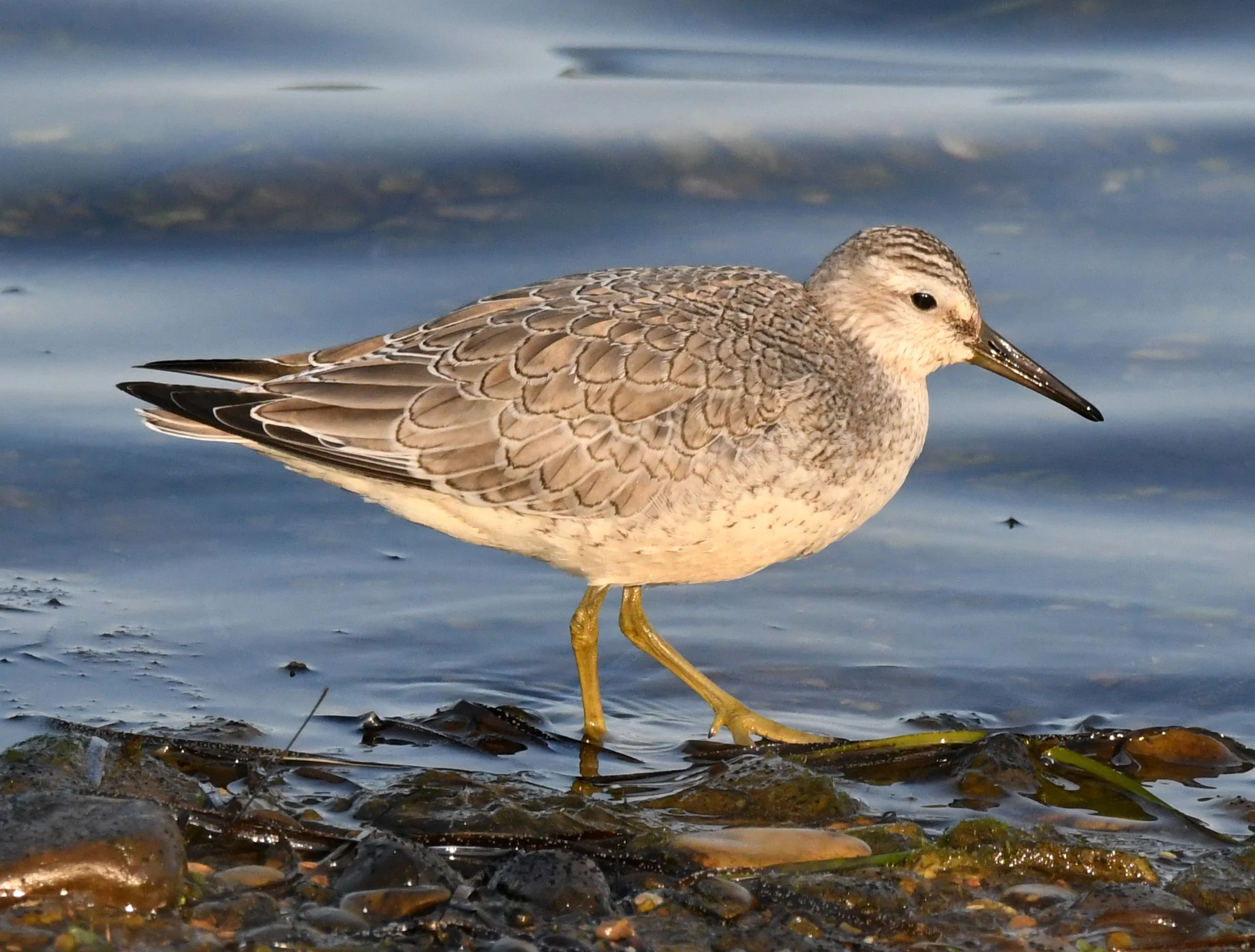 Red Knot in winter plumage. Photo by David O. Hill.