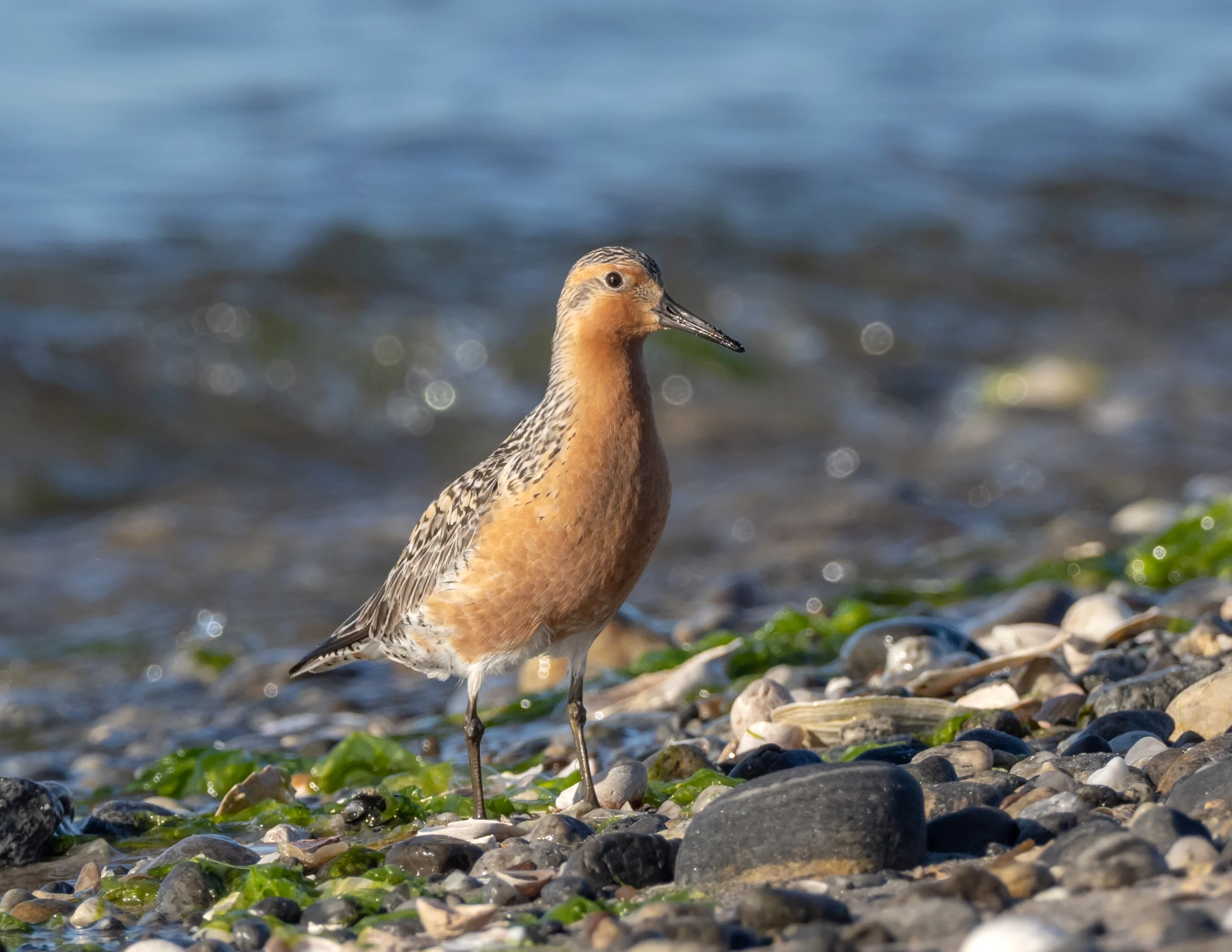 Red Knot on rocky shoreline. Photo by Christopher Unsworth, Shutterstock.