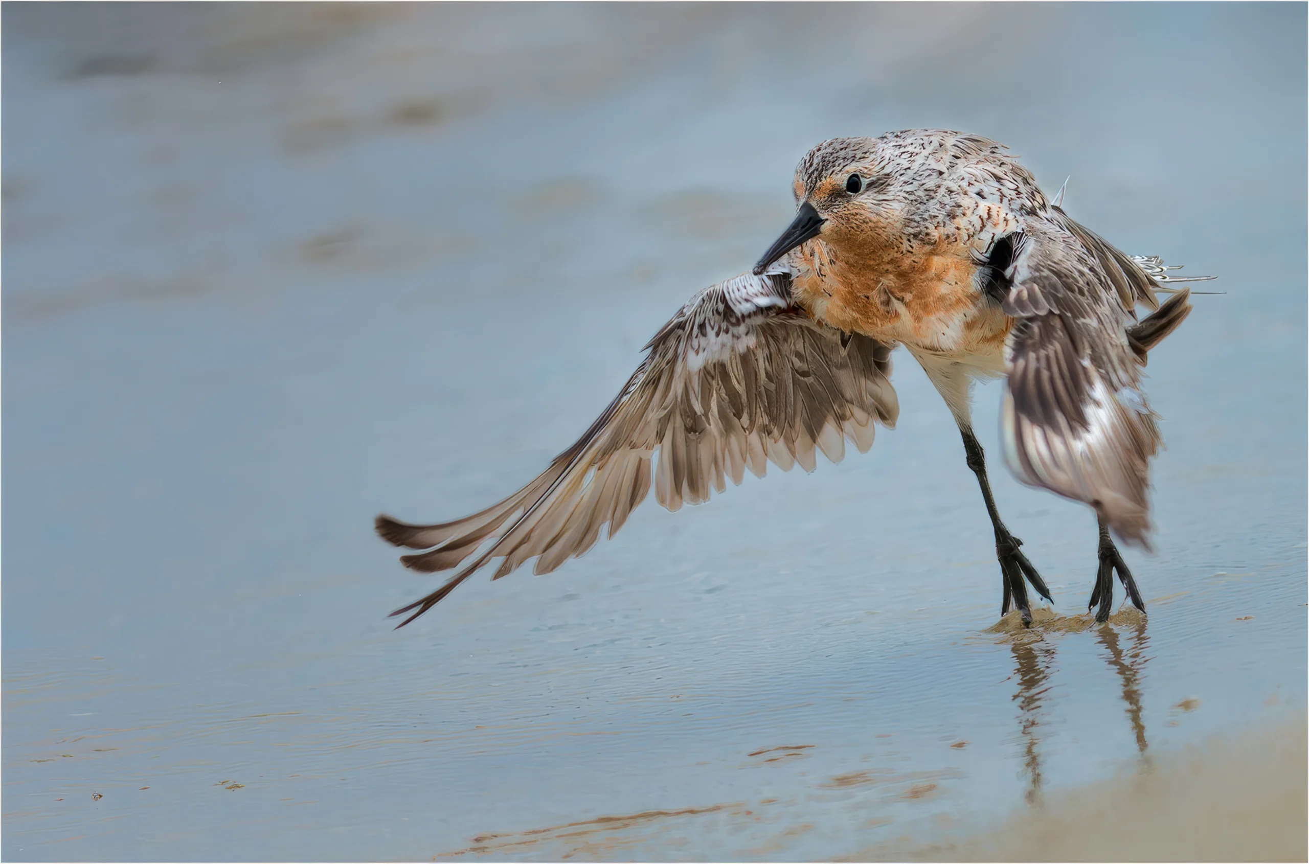 Red Knot taking flight. Photo by Philip Witt.