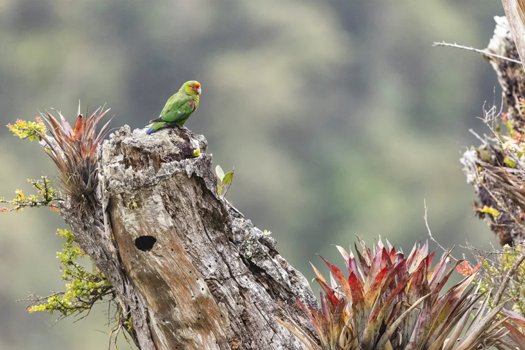 Red-faced Parrot perched on tree stump. Photo by James Muchmore.
