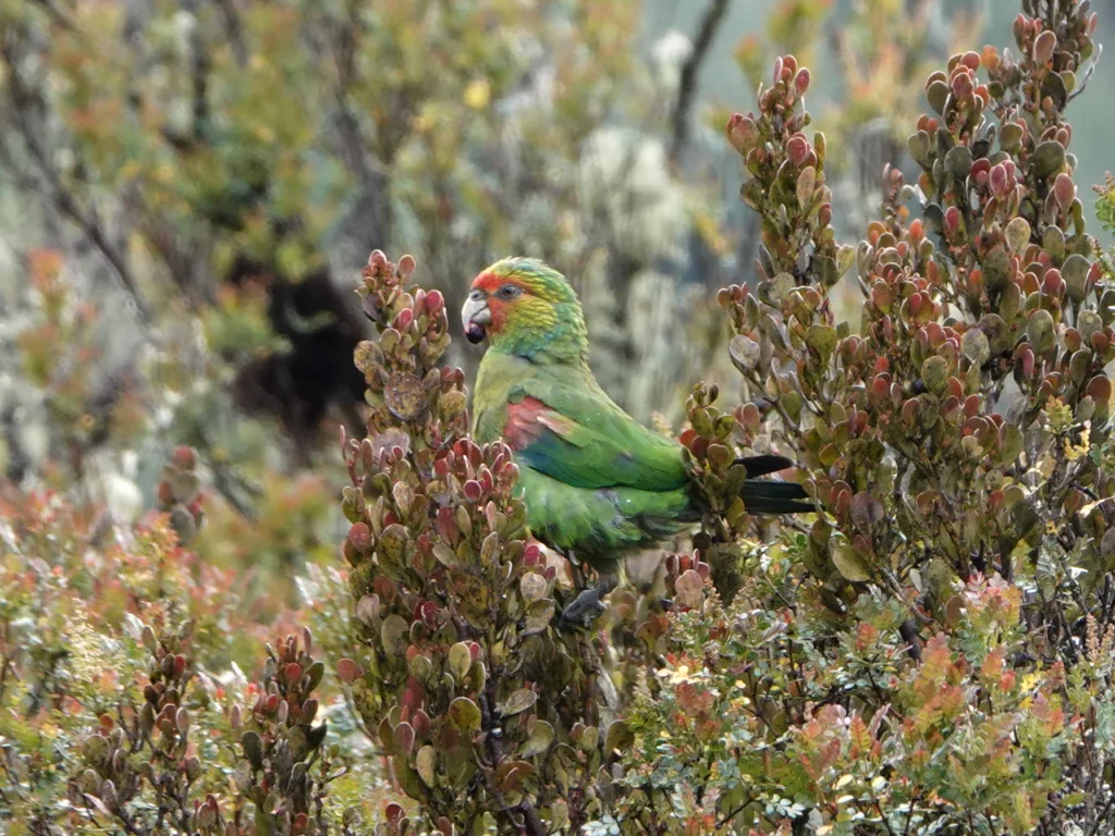 Red-faced Parrot feeding. Photo by Barry Reed, Macaulay Library at the Cornell Lab of Ornithology.