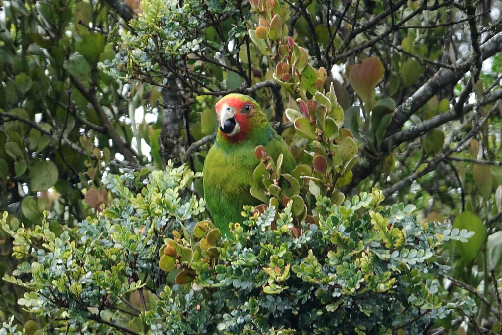 Red-faced Parrot feeding. Photo by Daniel Pacheco Osorio, Macaulay Library at the Cornell Lab of Ornithology.