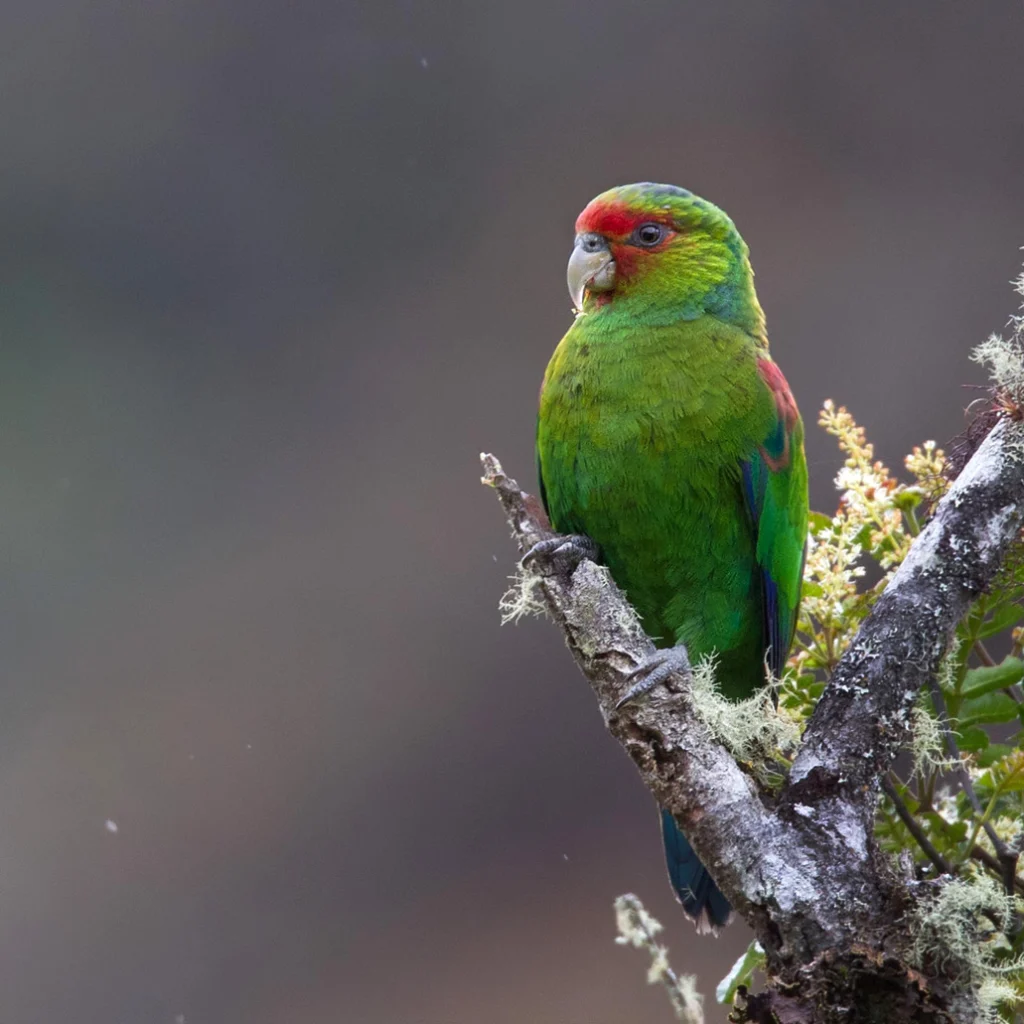 Red-faced Parrot perched on thick branch. Photo by Lars Petersson, My World of Bird Photography, Macaulay Library at the Cornell Lab of Ornithology.