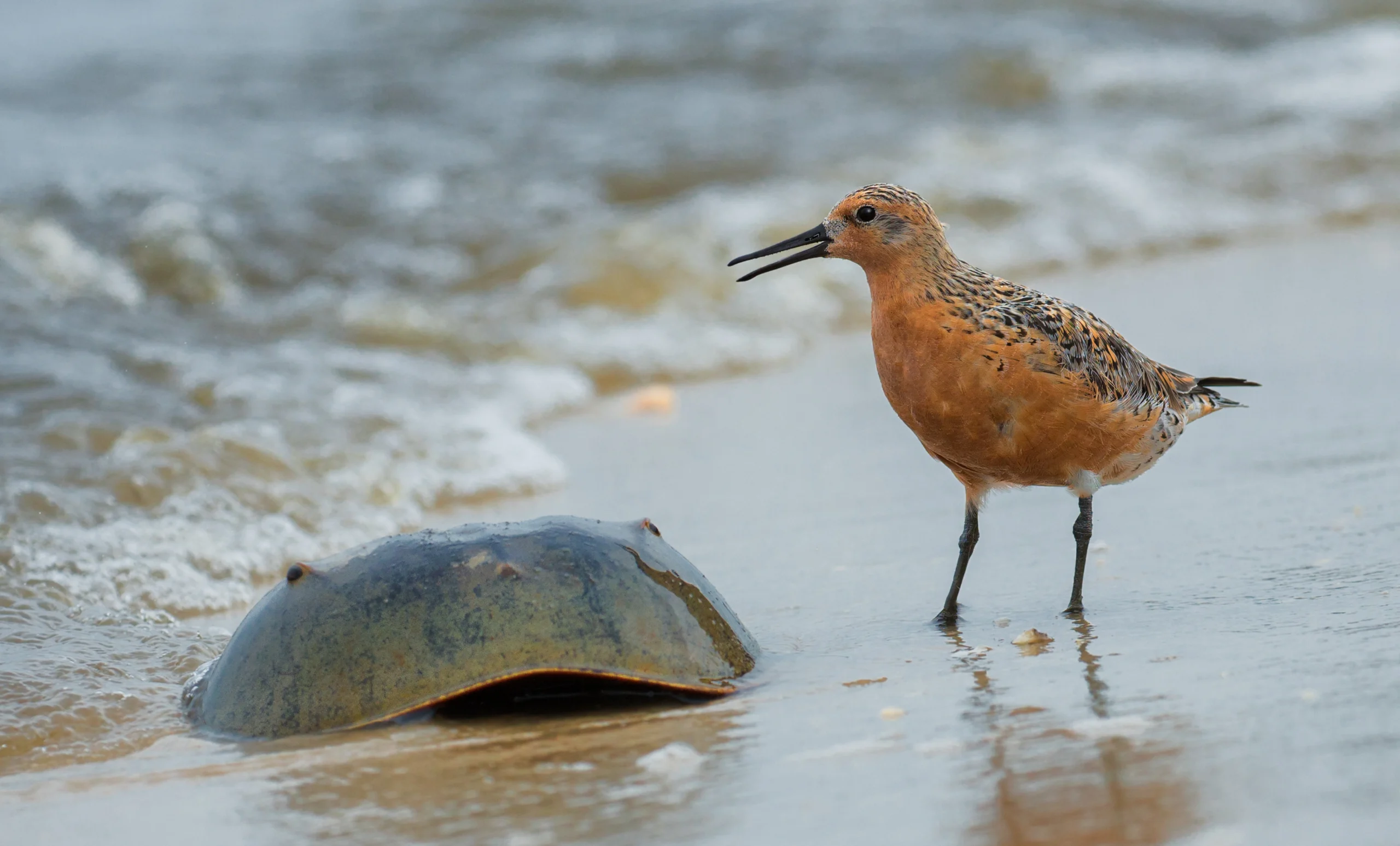 Red Knot with horseshoe crab. Photo by Philip Witt.