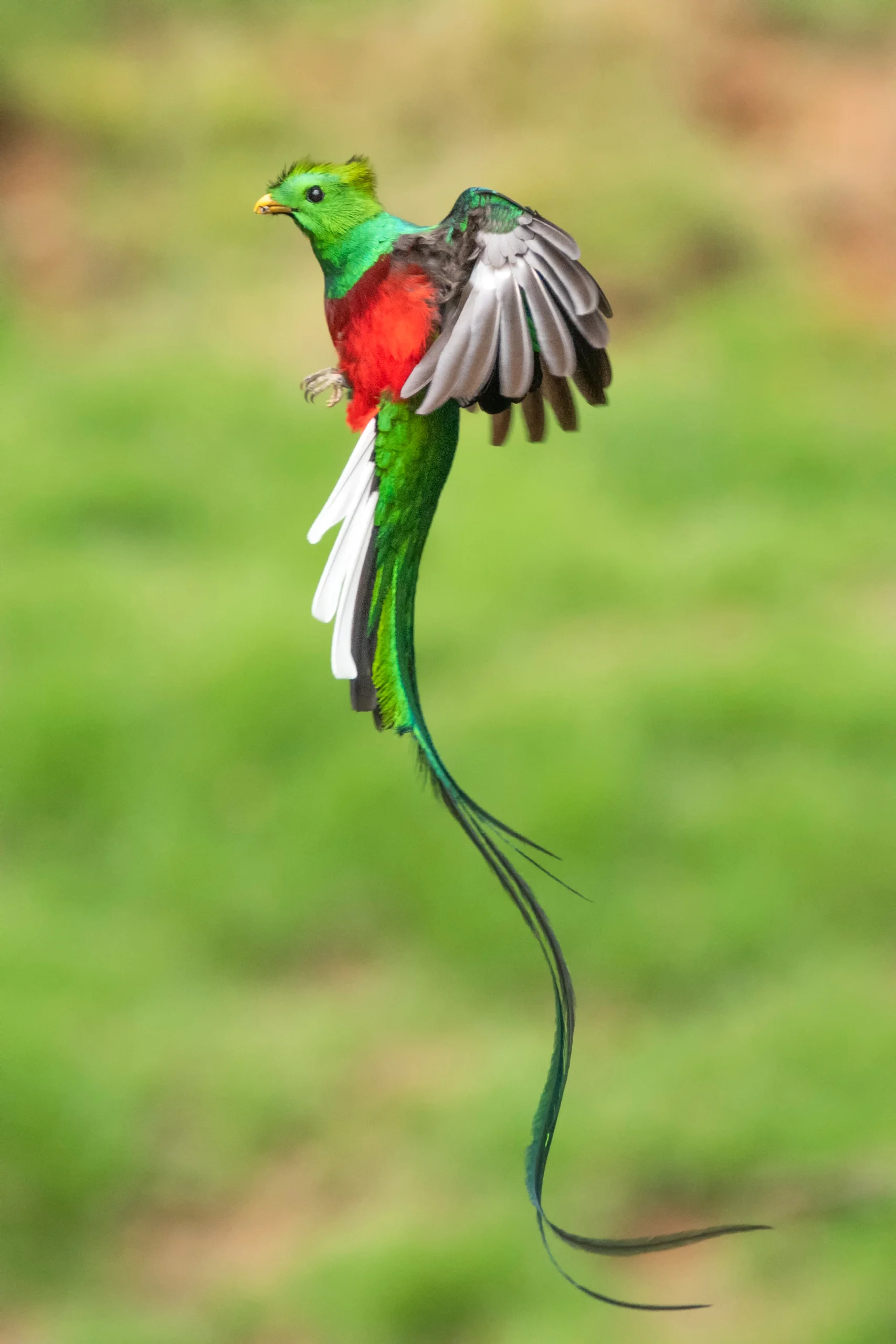 Resplendent Quetzal in flight with long tail feathers trailing. Photo by Mario Wong Pastor, Shutterstock.