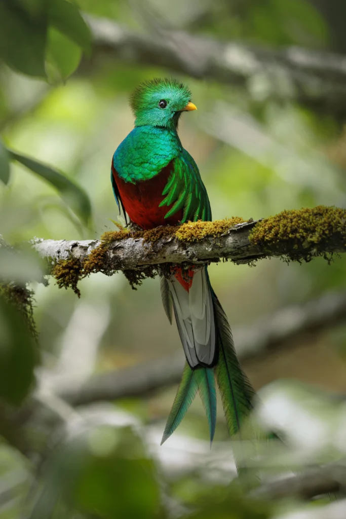 Resplendent Quetzal perched on branch. Photo by Nathalie Geelen, Shutterstock.
