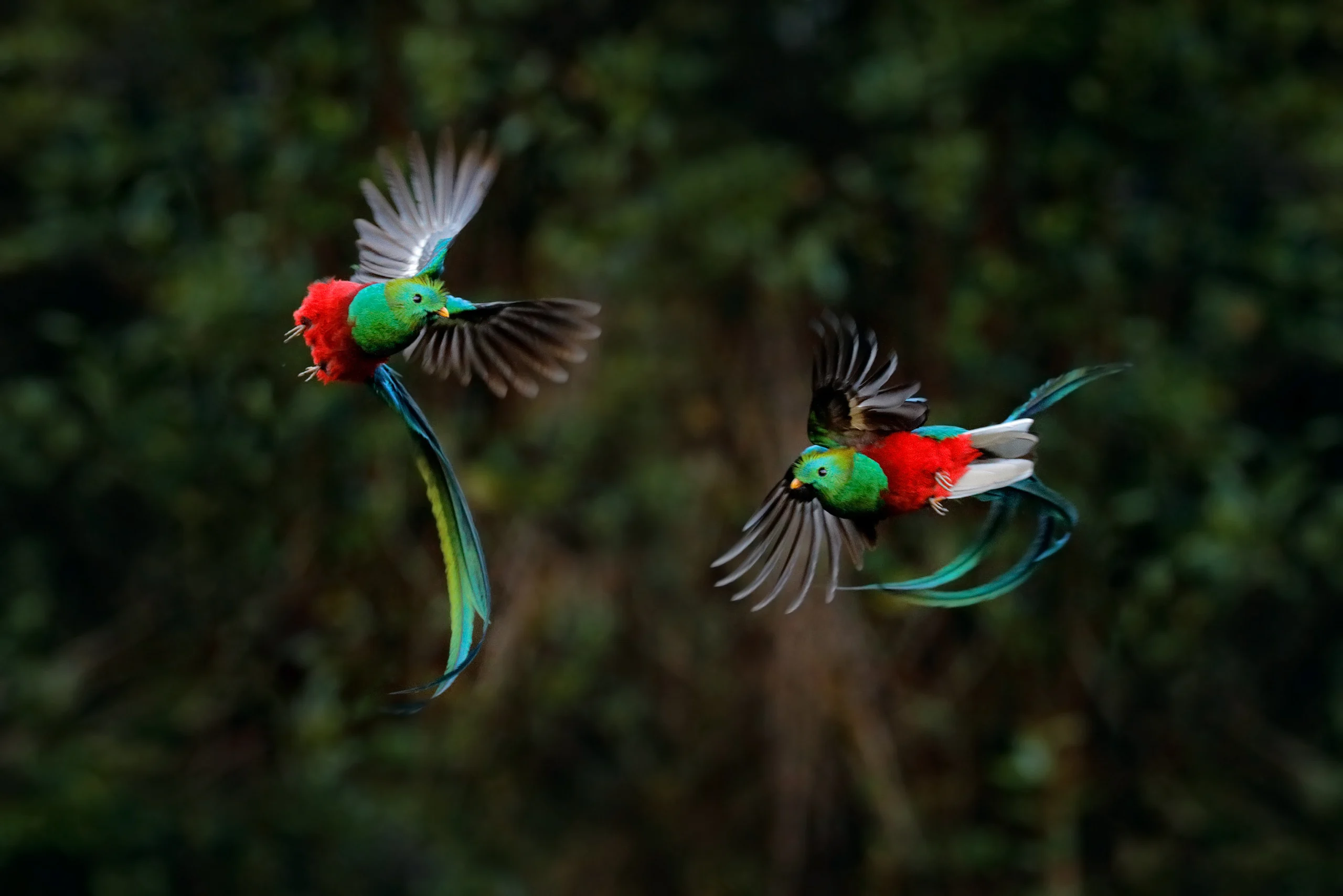 Resplendent Quetzals in flight. Photo by Ondrej Prosicky, Shutterstock.