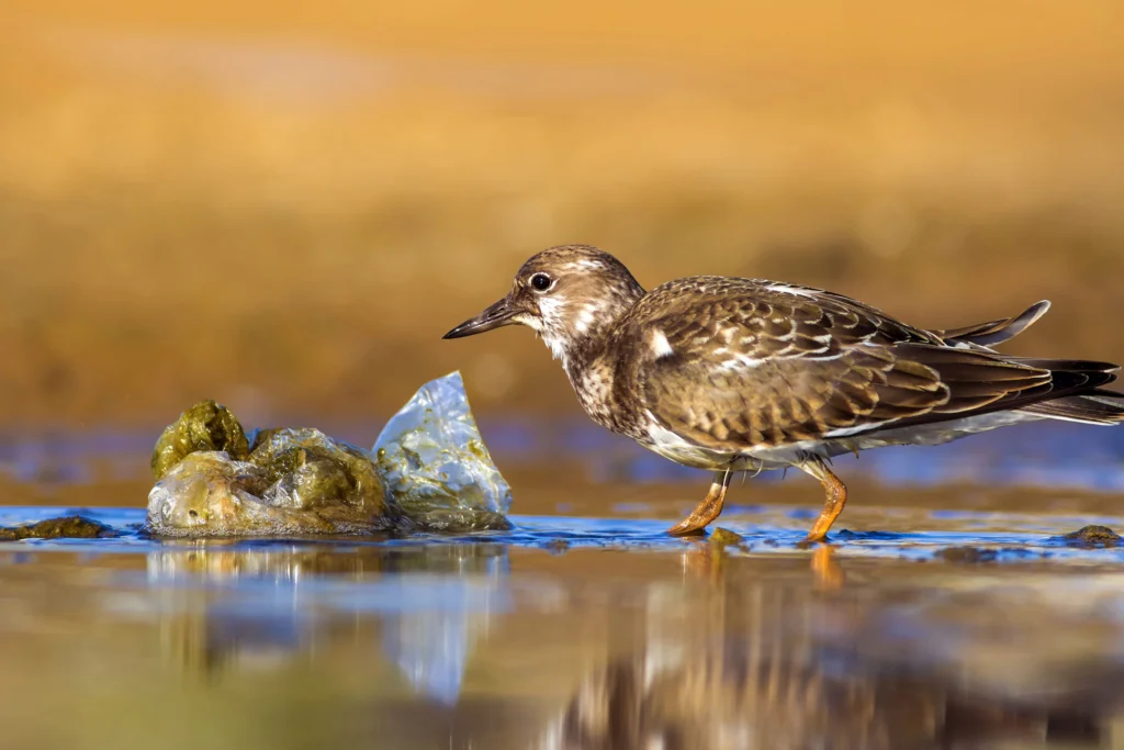 A Ruddy Turnstone bird with plastic pollution in it's habitat.