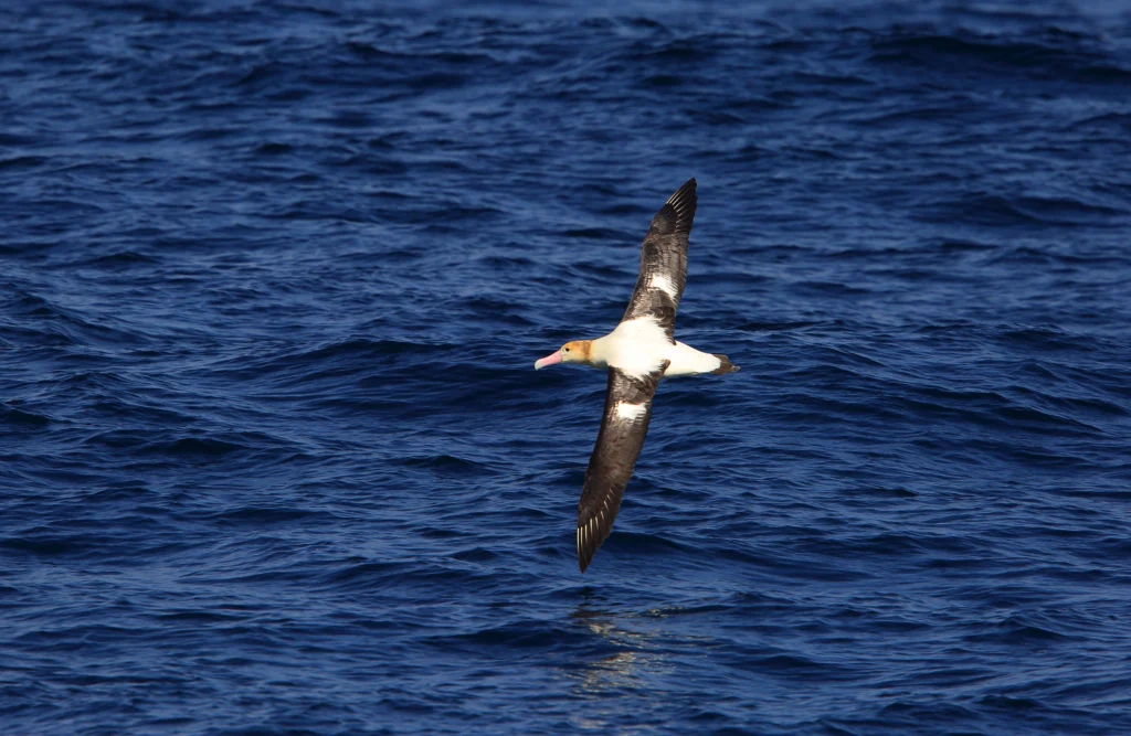 Short-tailed Albatross in flight over open ocean. Photo by feathercollector, Shutterstock.