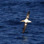Short-tailed Albatross in flight over open ocean. Photo by feathercollector, Shutterstock.