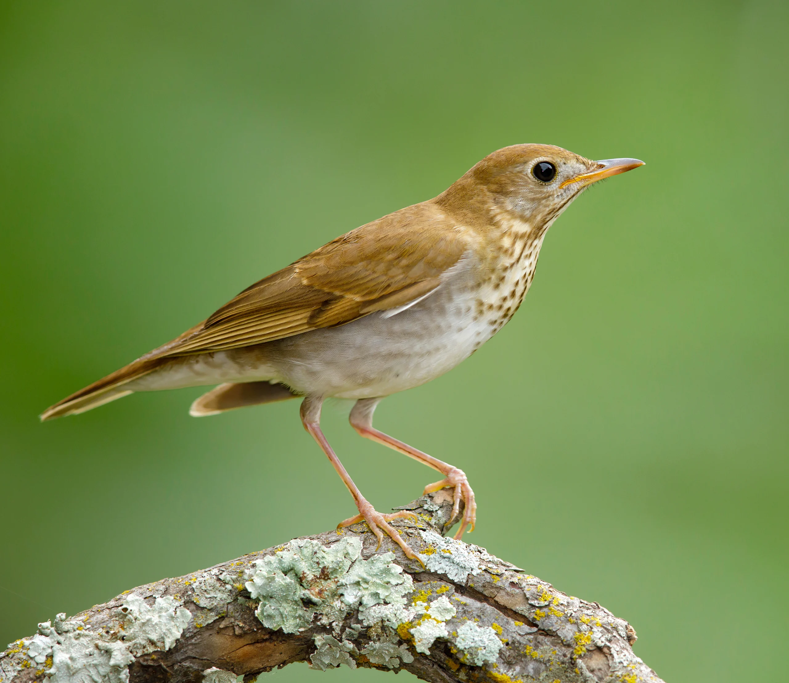 Veery. Photo by Agami Photo Agency, Shutterstock.