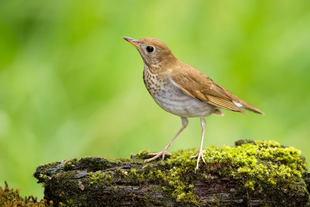 Veery perched on mossy log. Photo by Agami Photo Agency, Shutterstock.
