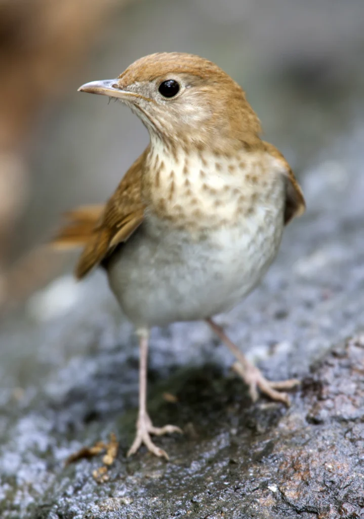 Veery perched on rock. Photo by Michael Stubblefield.