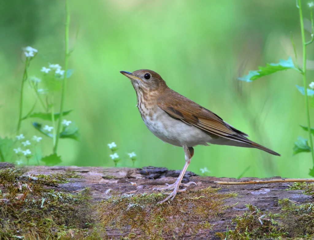 Veery. Photo by Dan Behm.