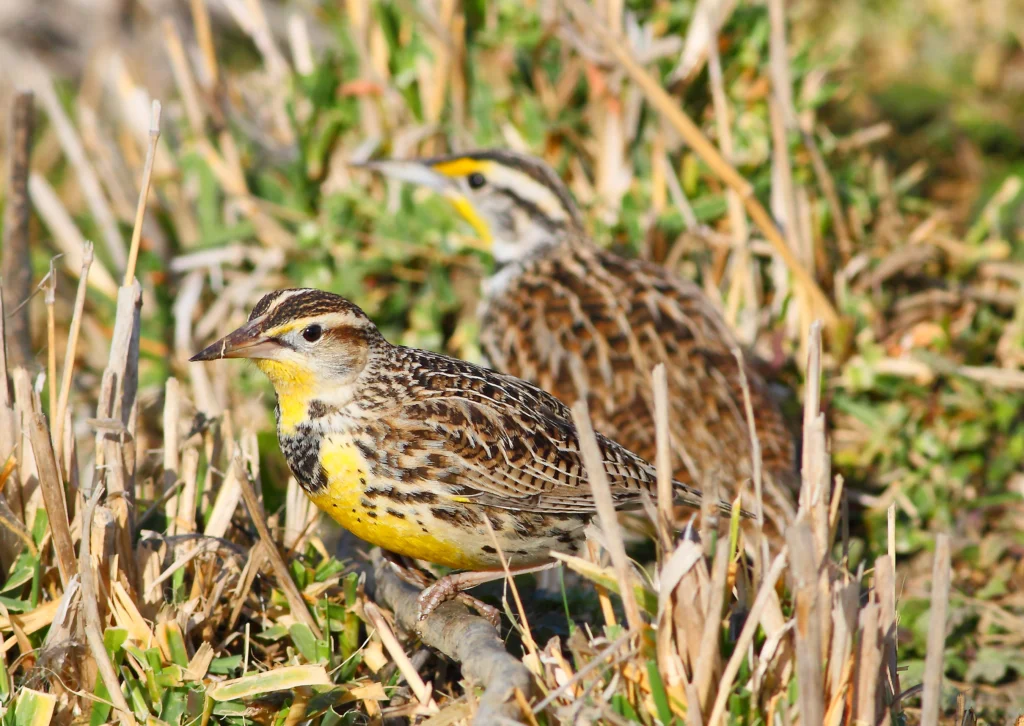 Western Meadowlarks. Photo by Greg Homel, Natural Elements Productions.