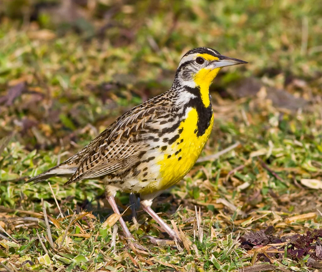Western Meadowlark. Photo by Greg Homel, Natural Elements Productions.