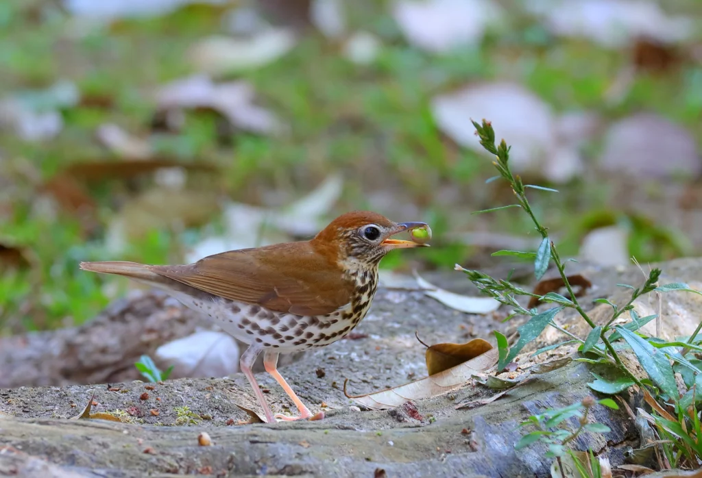 Wood Thrush with berry.