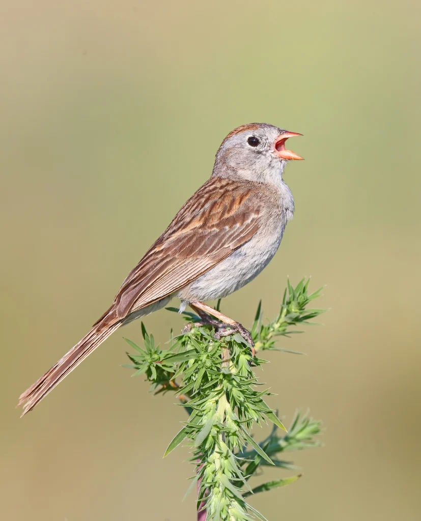 Worthen's Sparrow singing. Photo by Greg Homel, Natural Elements Productions.