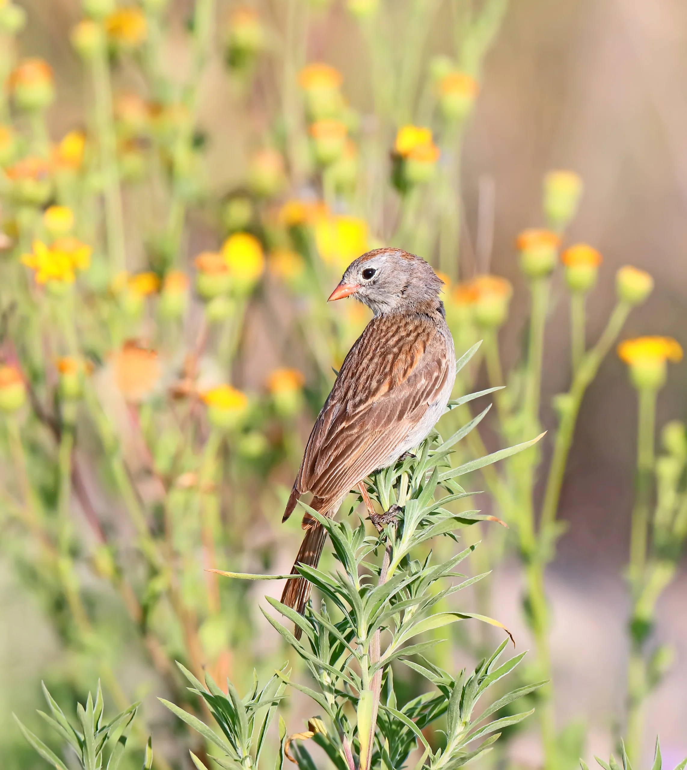Worthen's Sparrow. Photo by Greg Homel, Natural Elements Productions.