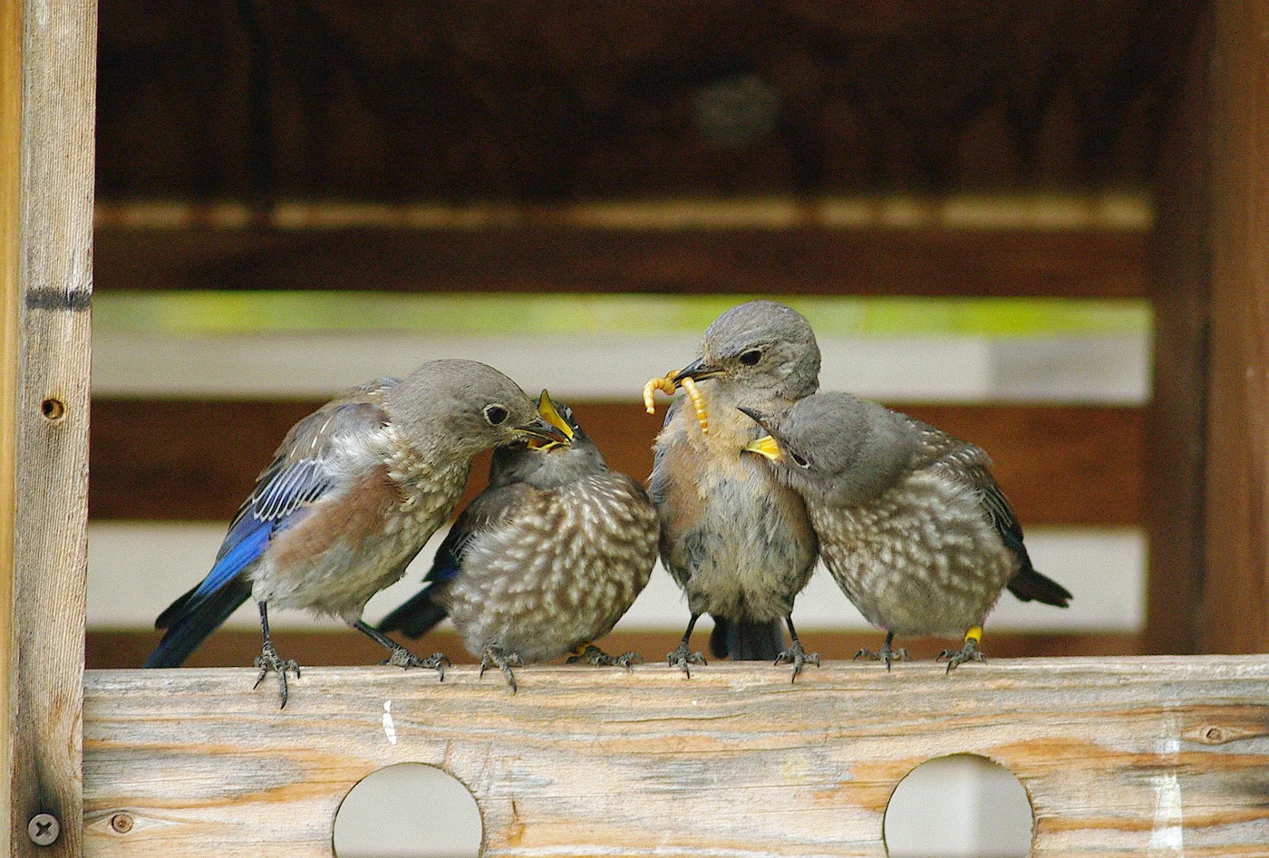 Western bluebird juveniles gather on a wooden shelf. Photo by Jim Leonard.