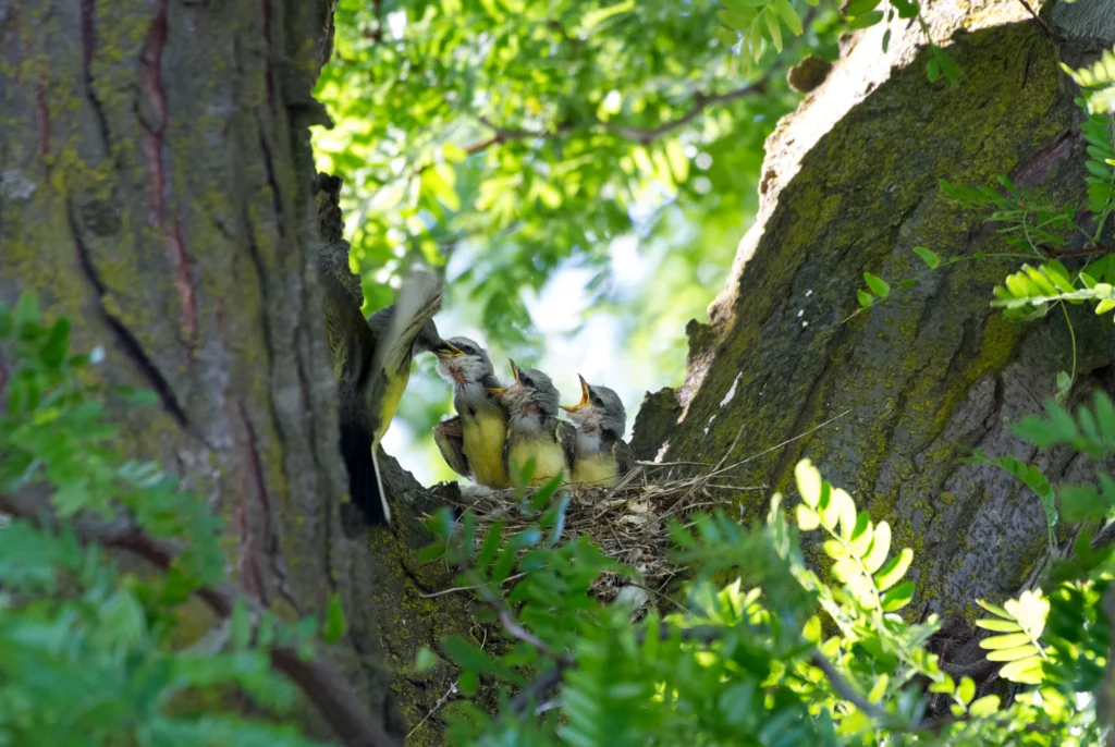 Western Kingbird at nest with fledglings. Photo by Feng Yu, Shutterstock.