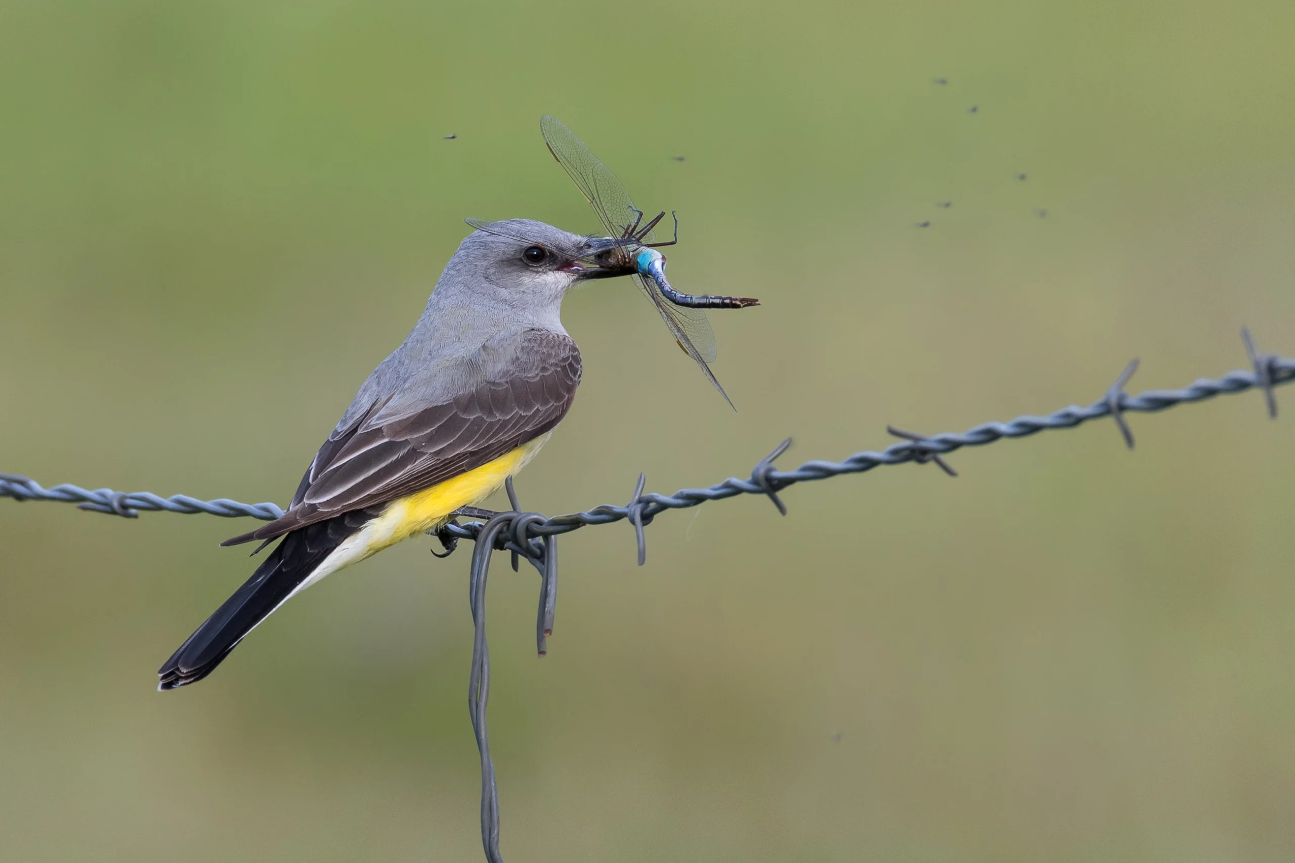 Western Kingbird with Giant Darner Dragonfly. Photo by Hayley Crews, Shutterstock.