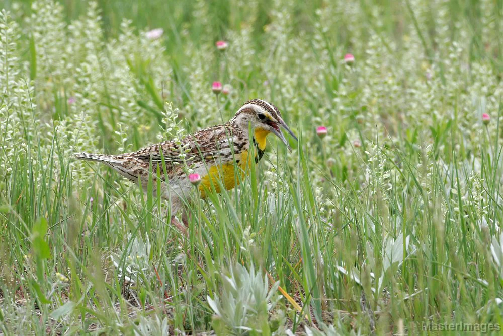 Western Meadowlark. Photo by Larry Master, masterimages.org.