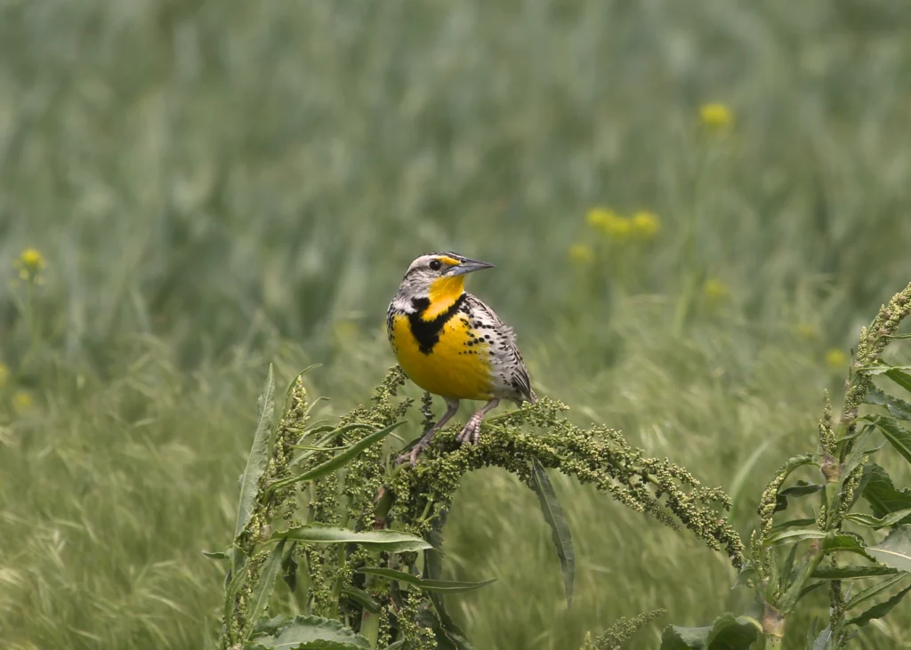Western Meadowlark perched on vegitation. Photo by vagabond54, Shutterstock.