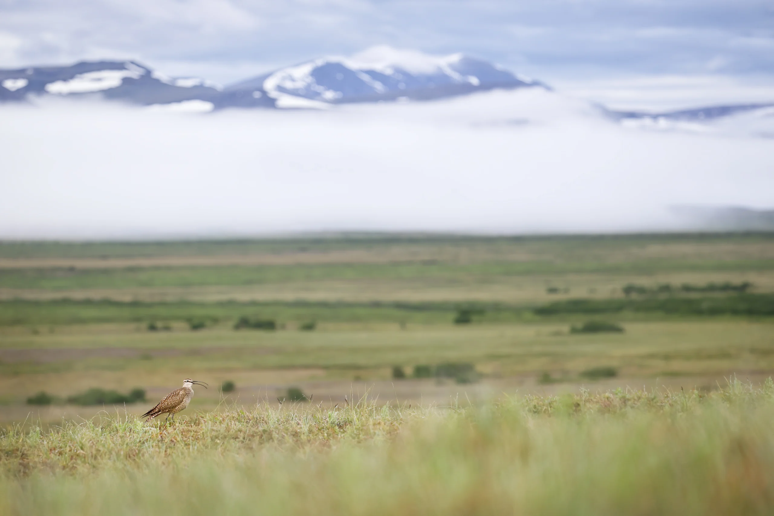 Whimbrel in habitat. Photo by Joshua Galicki.