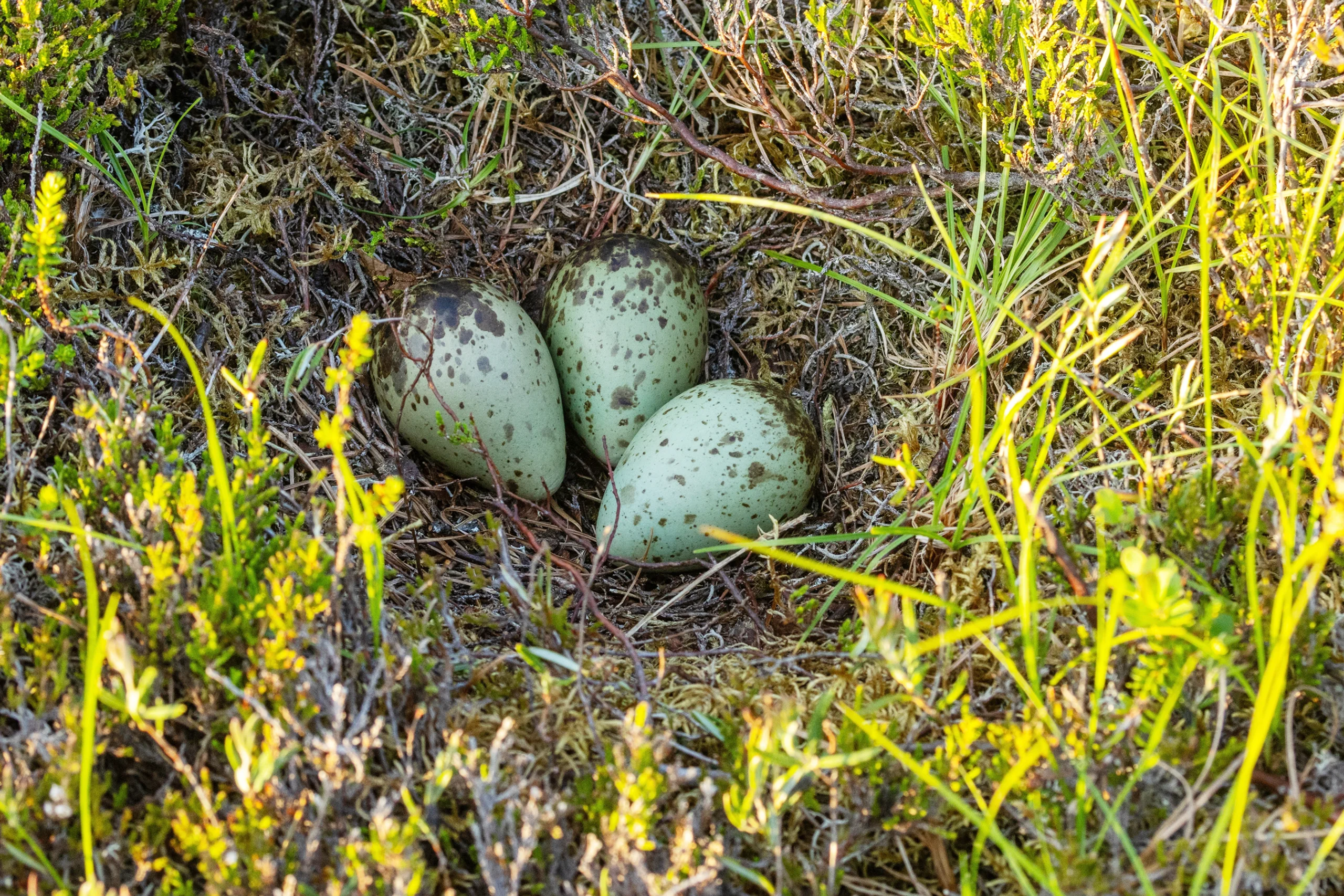 Whimbrel nest. Photo by adamikarl, Shutterstock.