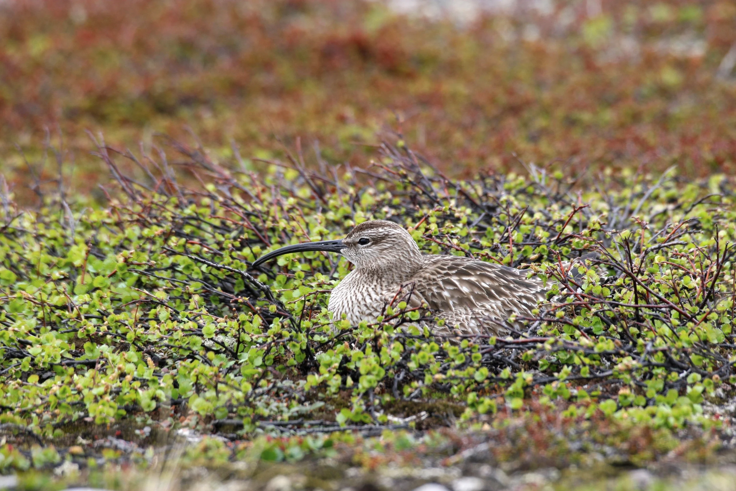 Whimbrel on nest. Photo by imageBROKER.com, Shutterstock.