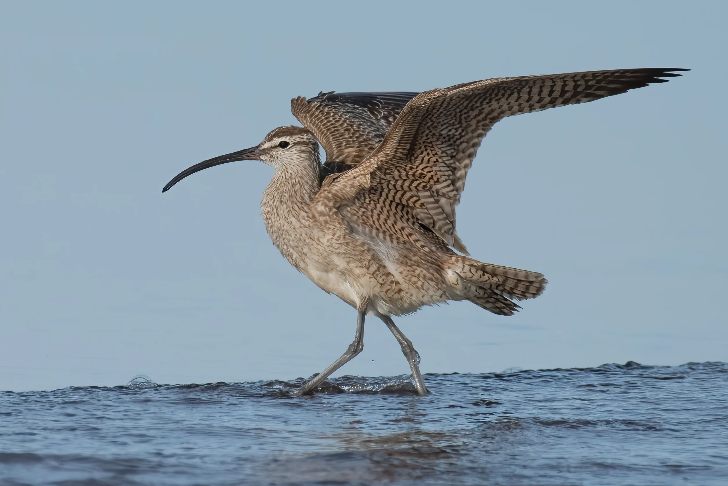 Whimbrel with wings up. Photo by Mollie Ficker, Macaulay Library at the Cornell Lab of Ornithology.