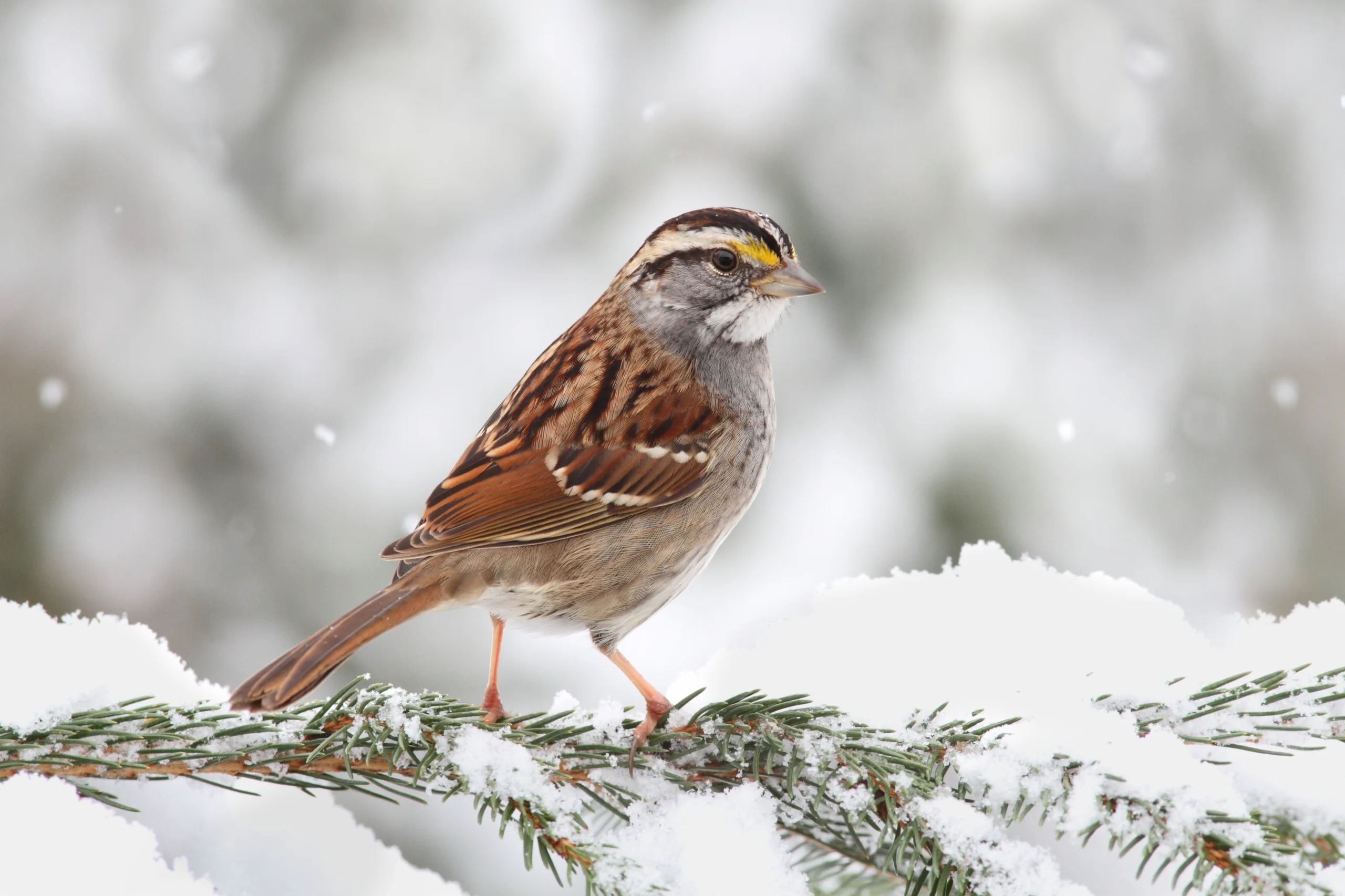 White-throated Sparrow on snowy pine branch. Photo by Steve Byland, Shutterstock.