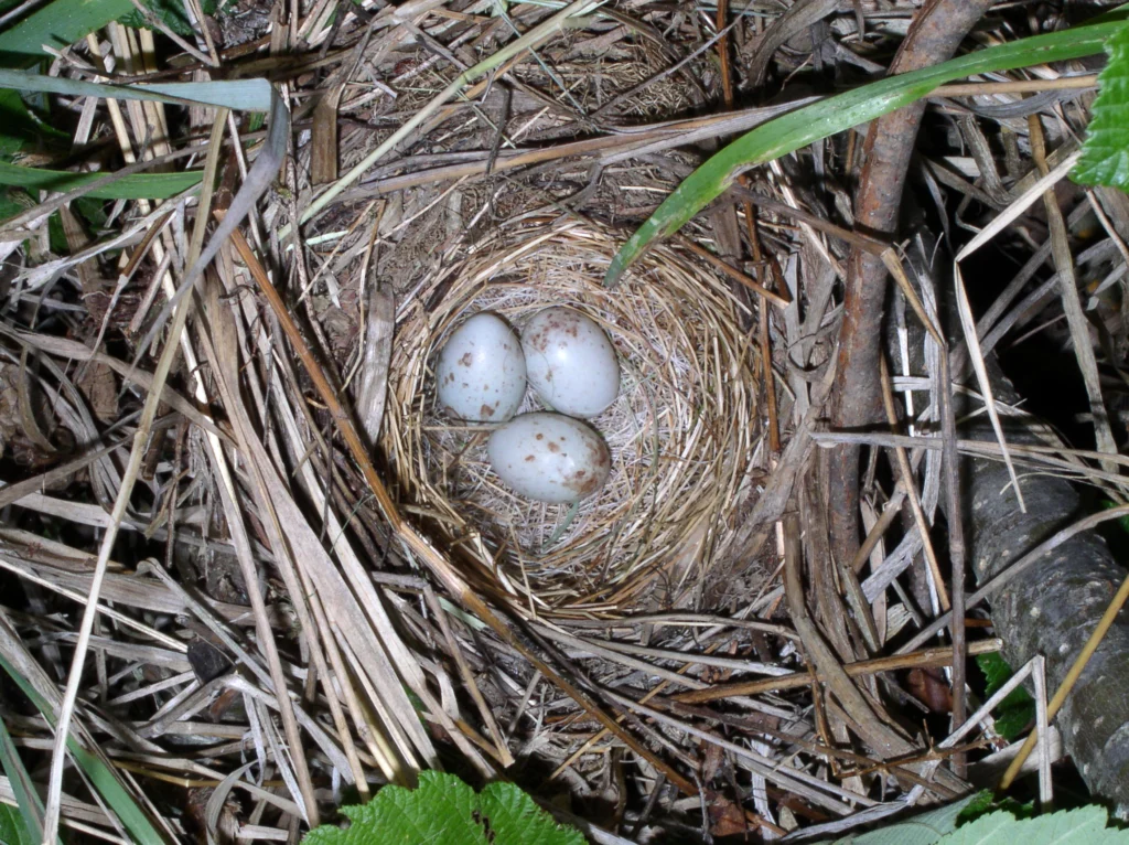 White-throated Sparrow nest and eggs. Photo by Kristof Zyskowski, Macaulay Library at the Cornell Lab of Ornithology.