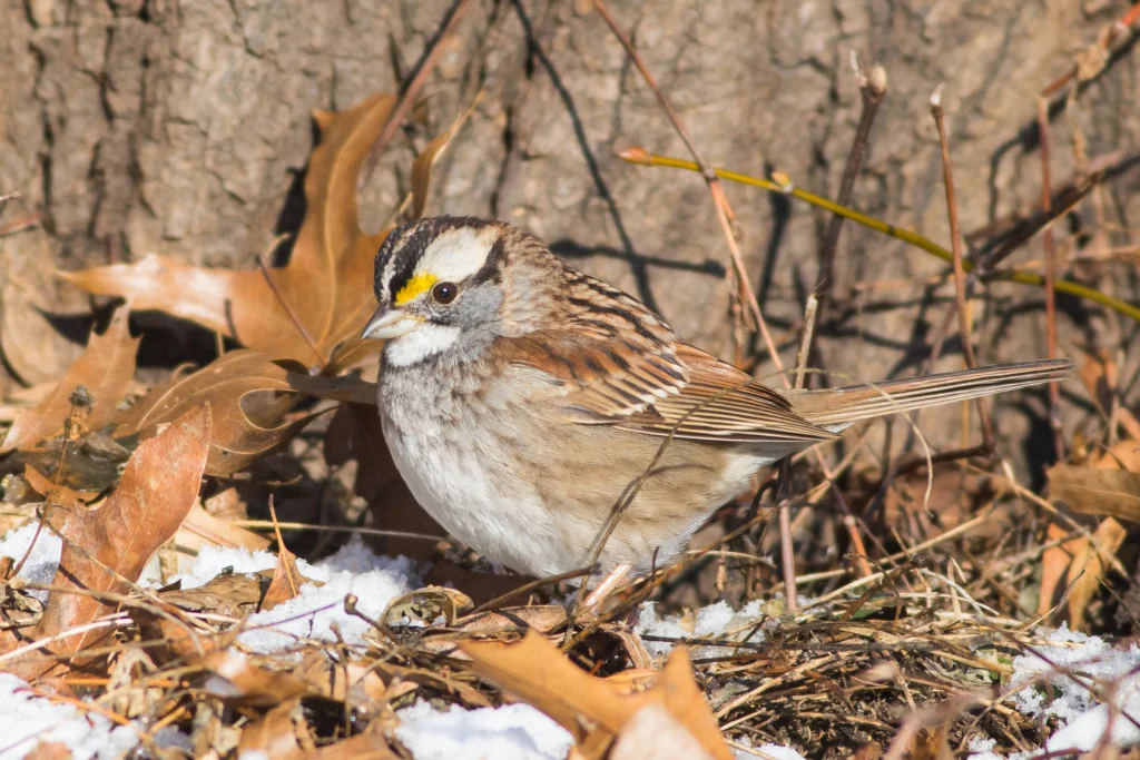 White-throated Sparrow standing in snowy leaf litter. Photo by Elliotte Rusty Harold, Shutterstock.