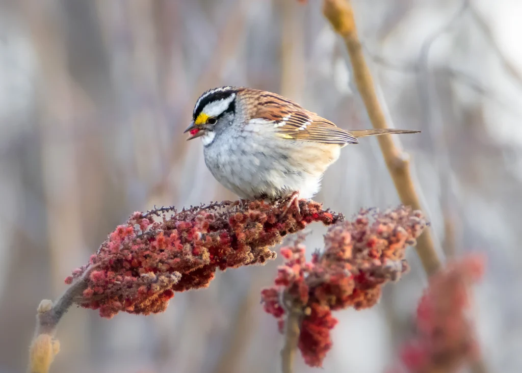 White-throated Sparrow on thin branch with berries. Photo by Jean Landry, Shutterstock.