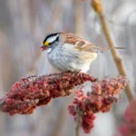 White-throated Sparrow on thin branch with berries. Photo by Jean Landry, Shutterstock.