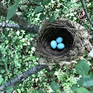 Wood Thrush nest. Photo by Jack & Holly Bartholmai, Macaulay Library at the Cornell Lab of Ornithology.