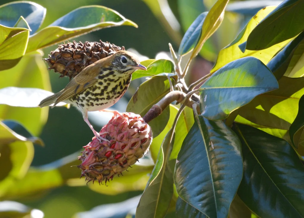 Wood Thrush on magnolia fruit. Photo by Andy Reago and Chrissy McClarren, CC BY 2.0
